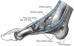 muscles crossing front of the ankle.jpg